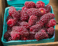Tayberry Plants - Rooted in Soil - Sweet Raspberry Blackberry Cross - Rubus fruticosus Ã— Rubus idaeus