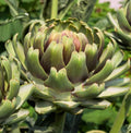 White Cardoon Seeds - Heirloom Non-GMO, Cynara cardunculus, Garden Seeds for Full Sun, Ornamental & Culinary Use