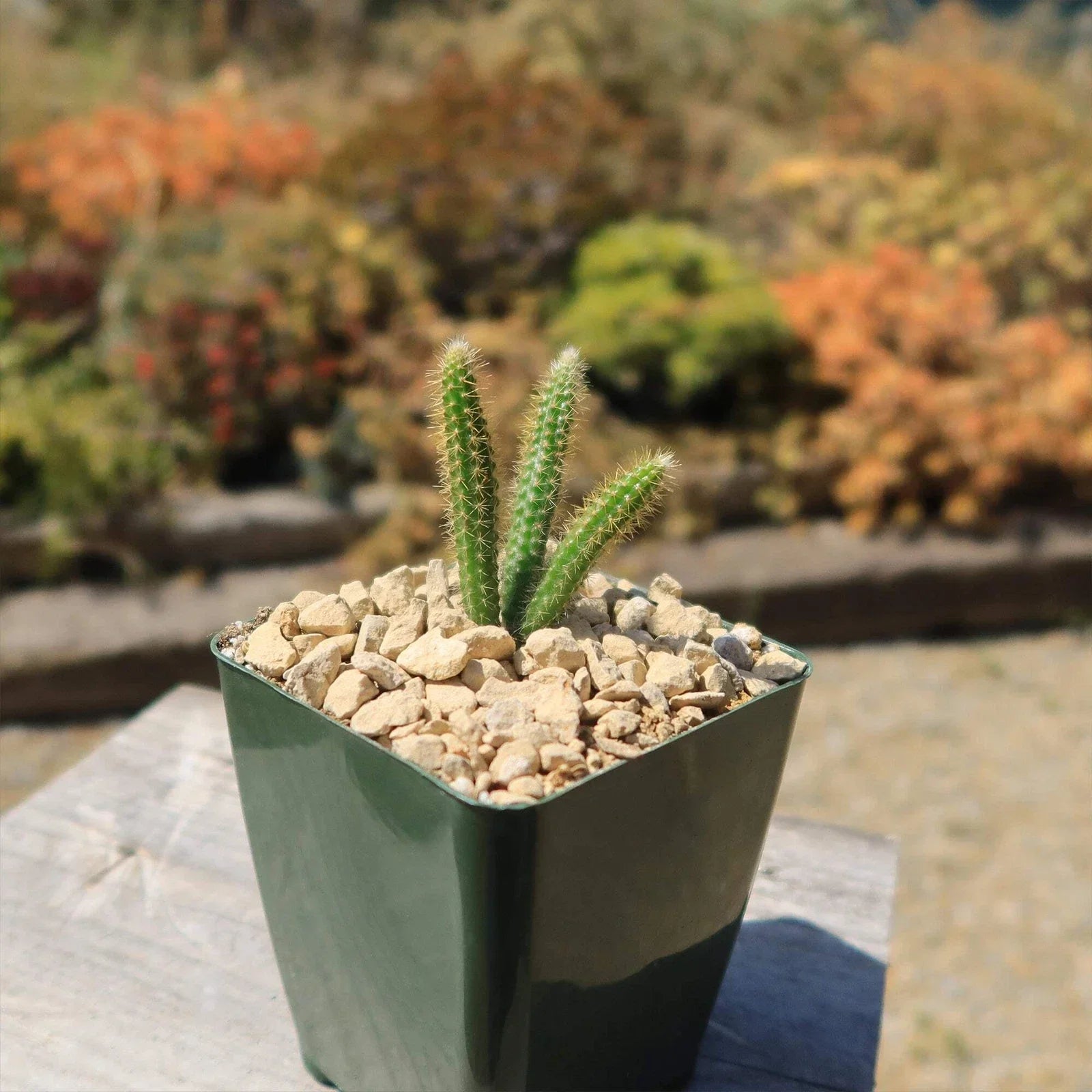 Rat Tail Cactus Plant - Aporocactus flagelliformis - Live Trailing Succulent with Pink Flowers