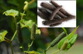 Long Pepper Vine Starter Plant - Piper longum, Climbing Vine for Culinary Use, Exotic Spice, Rooted Plant