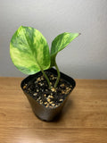 Golden Pothos Plant | Fully Rooted 2-Inch Pot | Epipremnum aureum Indoor Houseplant