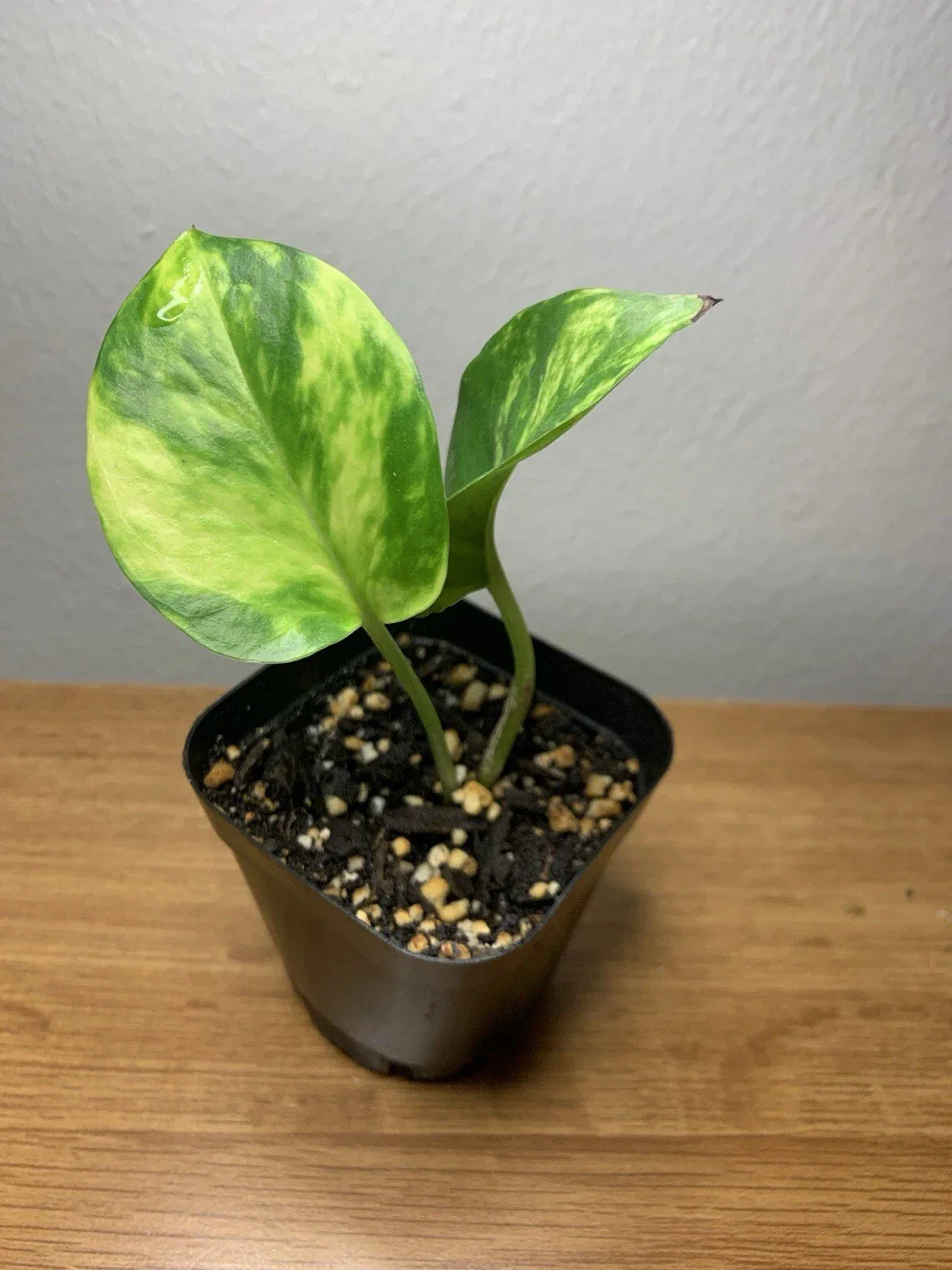Golden Pothos Plant | Fully Rooted 2-Inch Pot | Epipremnum aureum Indoor Houseplant