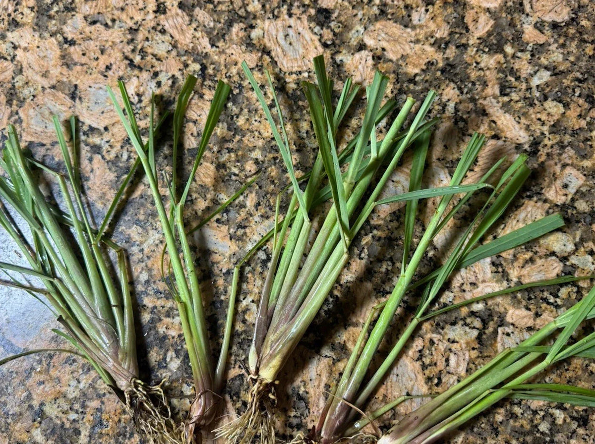 Organic Lemongrass Stalks - 20 Fully Rooted Cymbopogon citratus Plants Ready to Plant