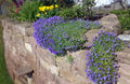 Cascade Blue Rock Cress Seeds - Aubrieta Hybrida Superbissima Perennial Flower Seeds, Ground Cover, Blue Flowers, Drought-Resistant, Full Sun
