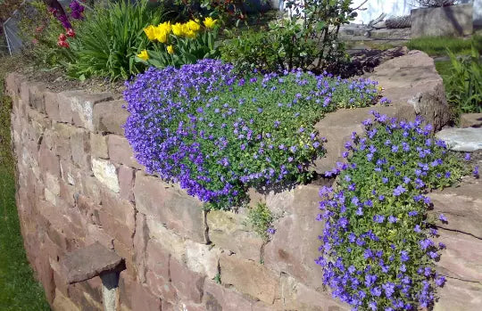 Cascade Blue Rock Cress Seeds - Aubrieta Hybrida Superbissima Perennial Flower Seeds, Ground Cover, Blue Flowers, Drought-Resistant, Full Sun