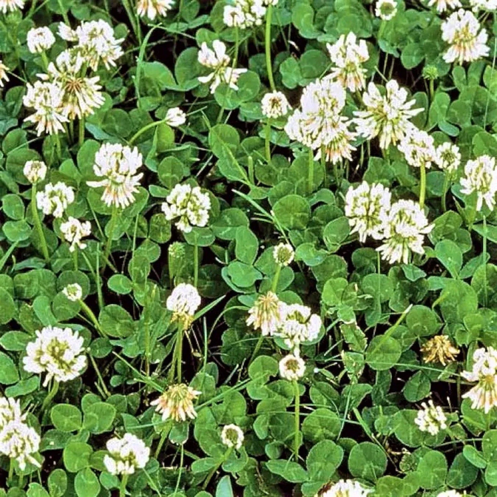 Dutch White Clover Seeds – Trifolium repens – Ground Cover, Lawn, Pollinator Garden Seeds, 600+ Seeds