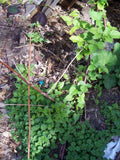 Thornless Blackberry Bush Rooted Cutting – Rubus fruticosus Hybrid – Fresh 4-Inch Plant for Home Garden