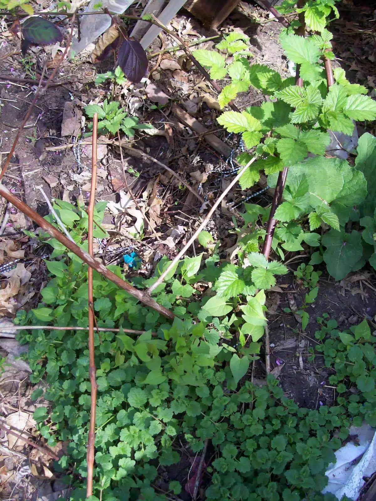Thornless Blackberry Bush Rooted Cutting – Rubus fruticosus Hybrid – Fresh 4-Inch Plant for Home Garden