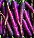 Purple Dragon Carrot Seeds - 200 Non-GMO Heirloom Daucus carota for Home Garden & Urban Farming