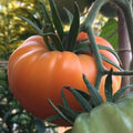 Kellogg's Breakfast Tomato Seeds - Organic Heirloom Non-GMO, 10+ Solanum lycopersicum, Juicy Golden-Orange Slicing Tomatoes