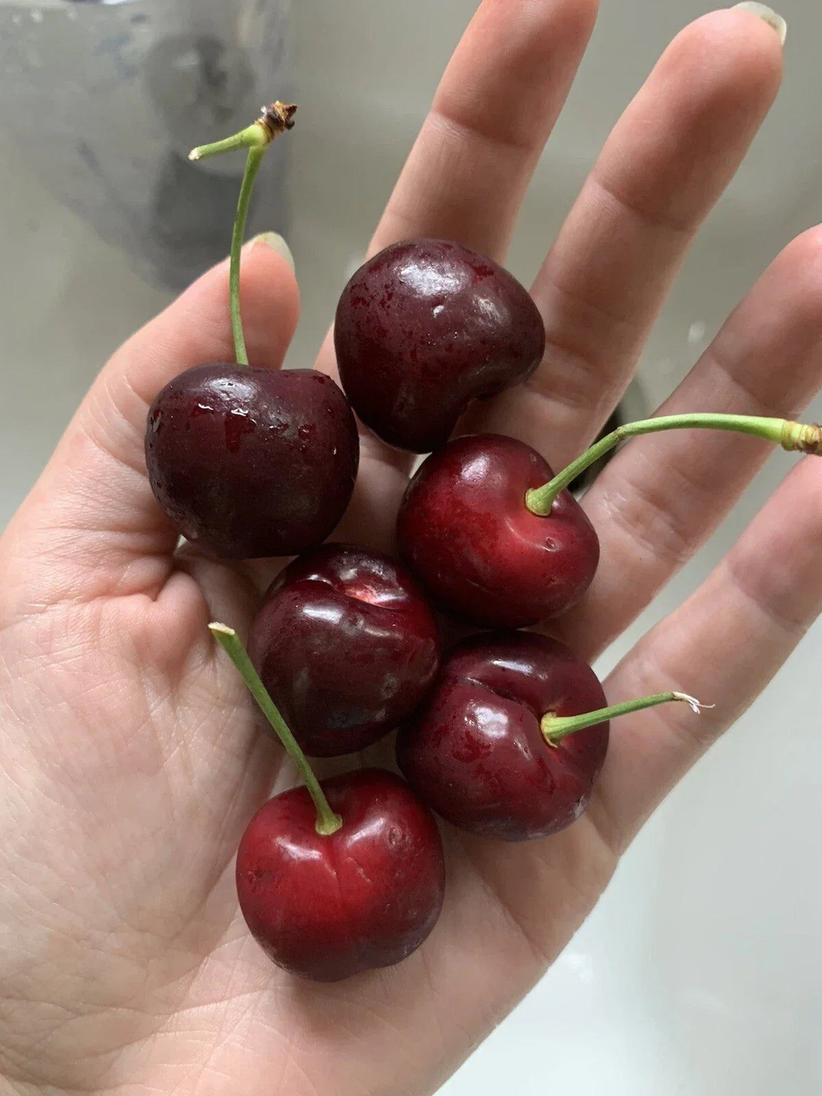 Organic Red Cherry Tree Seeds, Prunus avium, Non-GMO Fruit Tree Seeds for Garden, Sweet Edible Fruit, Ornamental Plant