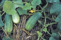 Pickling Cucumber Seeds, Heirloom Non-GMO, Cucumis sativus, 25+ Seeds for Homemade Pickles & Fresh Eating