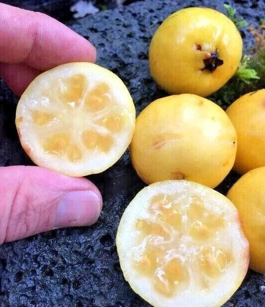 Yellow Lemon Guava Seeds - 100 Count Tropical Fruit Seeds Psidium littorale for Garden or Container Planting
