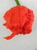 Carolina Reaper Seeds - 10 Organic Capsicum chinense Hot Chili Pepper Seeds for Spicy Cooking