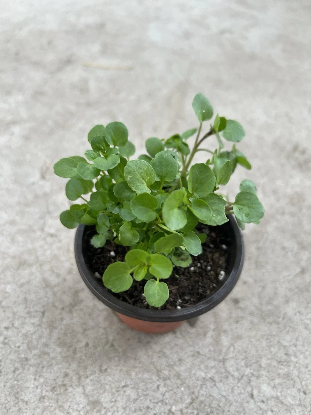 Watercress Live Plant in Pot – Edible Nasturtium officinale – Fresh Organic Vegetable for Home Gardening