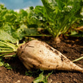 Sugar Beet Seeds - White Albino Mangel Turnip Beta vulgaris Organic Pack of 100