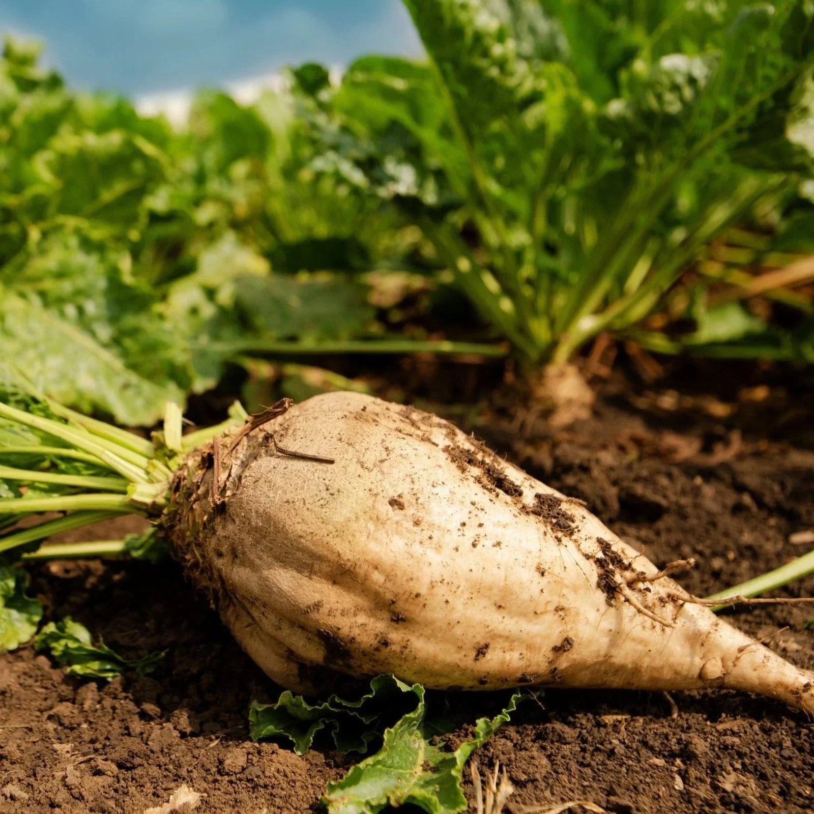 Sugar Beet Seeds - White Albino Mangel Turnip Beta vulgaris Organic Pack of 100