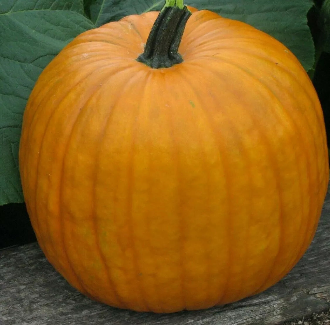 Connecticut Field Pumpkin Seeds 15+ Cucurbita pepo Jack O' Lantern Variety for Fall Gardening