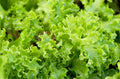 Organic Green Lettuce Seeds - 500 Pack, Non-GMO, Lactuca sativa, Leafy Vegetable for Salad Gardens, USA Grown