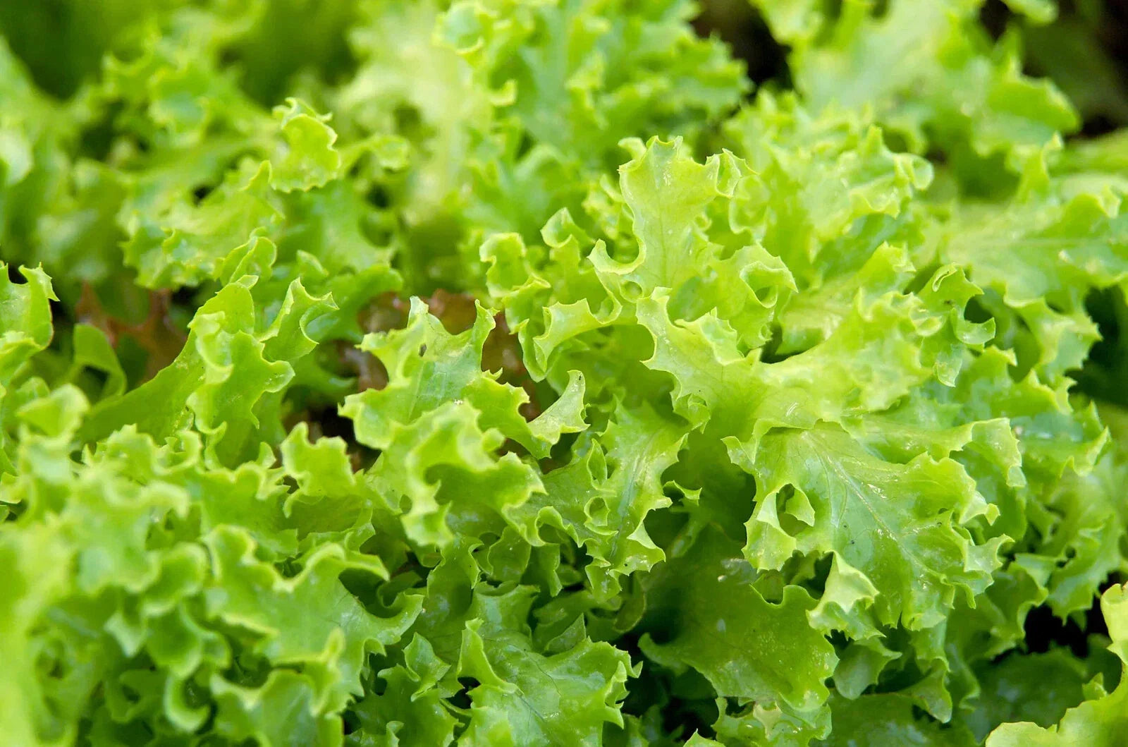 Organic Green Lettuce Seeds - 500 Pack, Non-GMO, Lactuca sativa, Leafy Vegetable for Salad Gardens, USA Grown