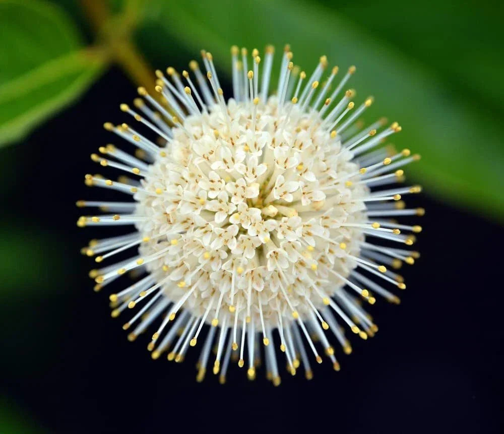 Buttonbush Seeds 100 Count - Cephalanthus occidentalis - Wetland Native Plant for Gardens & Pollinator Habitats