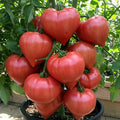 Giant Oxheart Tomato Seeds – Heirloom Non-GMO Pack of 20 – Large Juicy Tomatoes for Home Gardening & Slicing