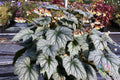 Veined Silver Coleus Seeds - 25+ Pack for Colorful Foliage Garden Planting - Coleus blumei