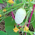 Miniature Sweet White Bush Cucumber Seeds Organic Vegetable Garden Pack of 31+ Cucumis sativus