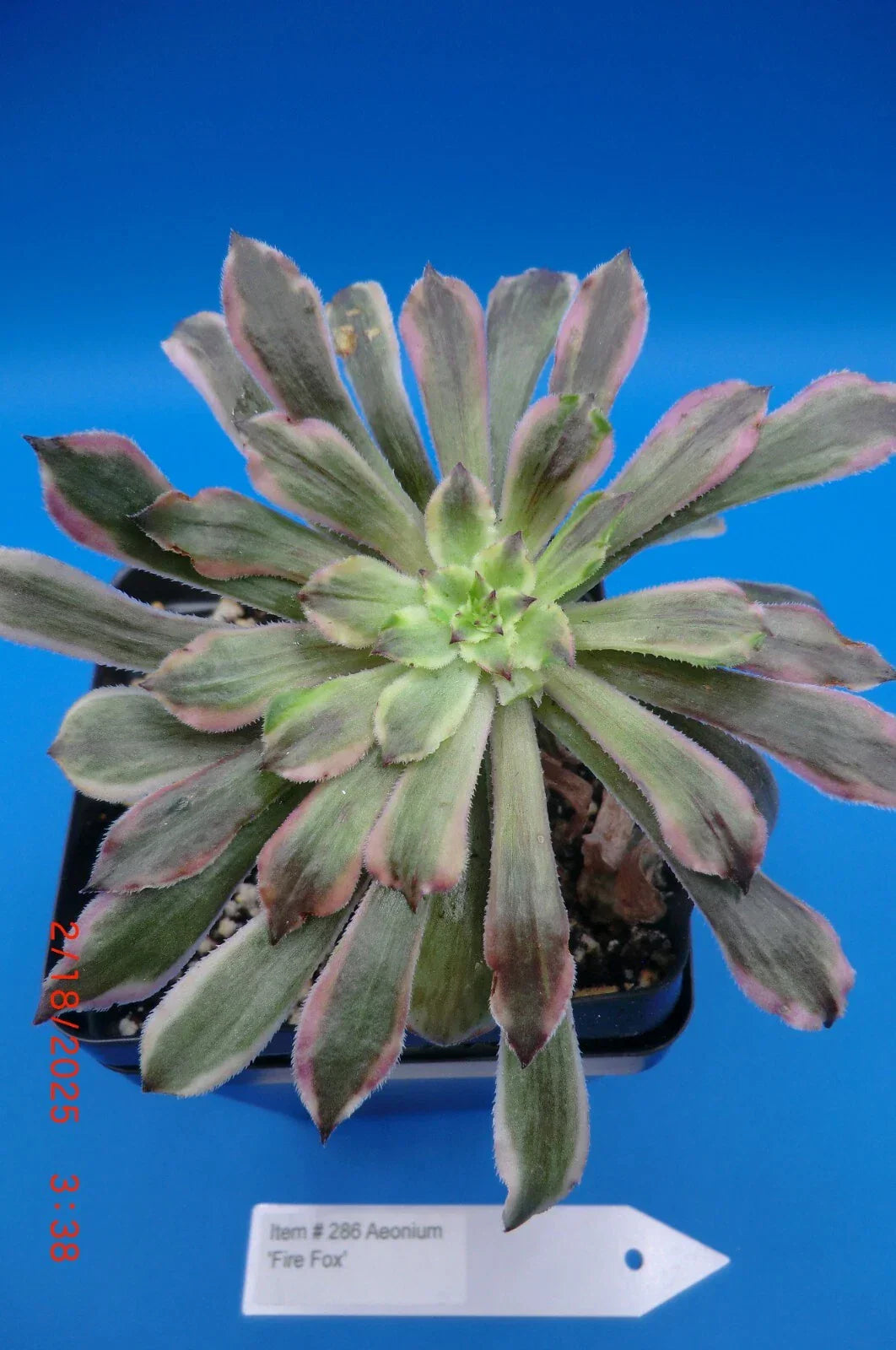 Aeonium Firefox Rooted Cutting | Succulent Plant for Indoor & Outdoor Gardening
