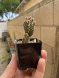 Cactus Plant 2” Opuntia Microdasys Rufida Cinnamon Red Bunny Ears Succulent Indoor Outdoor