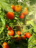 Super Sweet Tomato Seeds – 50+ Non-GMO Solanum lycopersicum for Juicy, Flavorful, High-Yield Garden Tomatoes