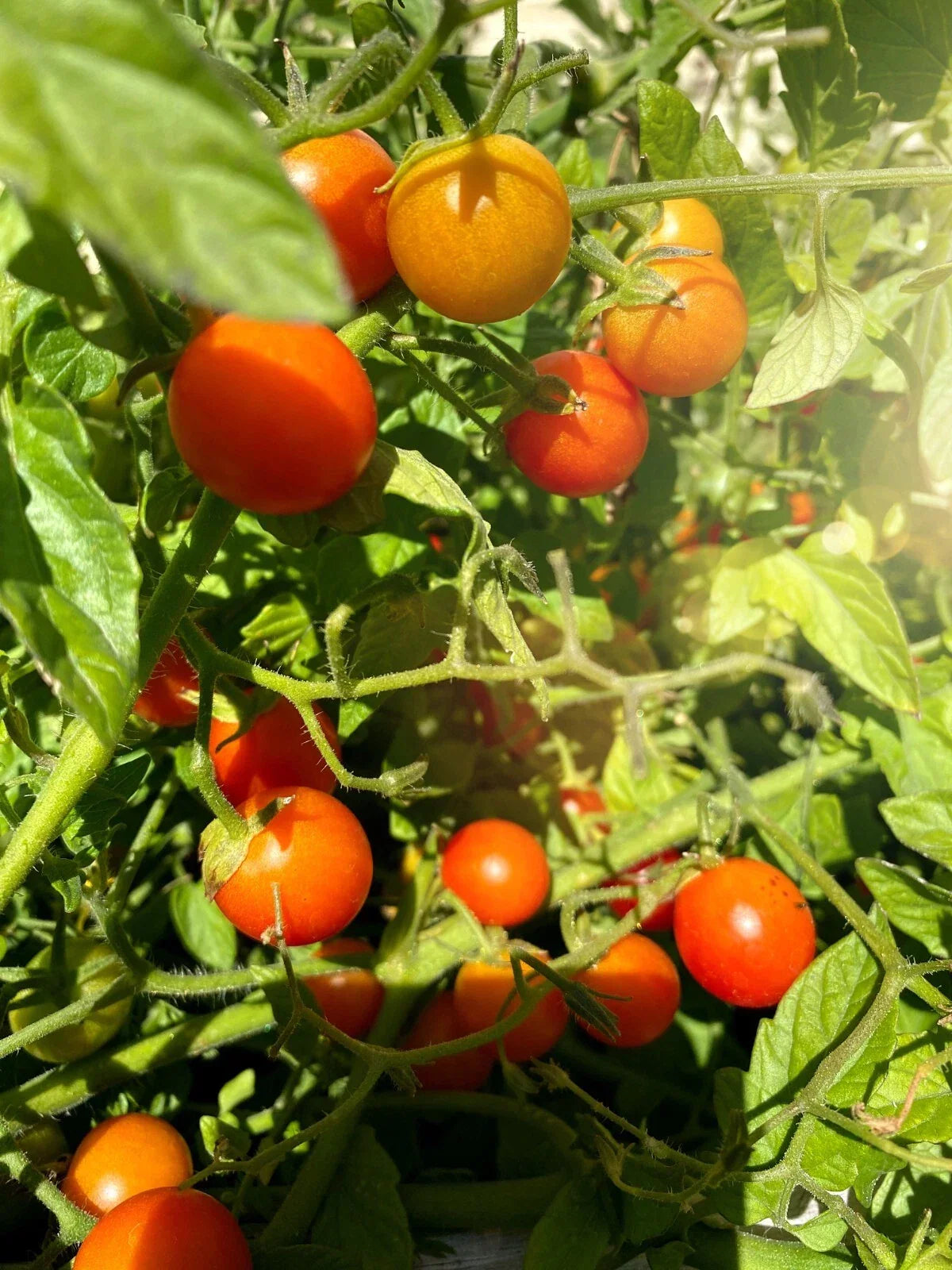 Super Sweet Tomato Seeds – 50+ Non-GMO Solanum lycopersicum for Juicy, Flavorful, High-Yield Garden Tomatoes