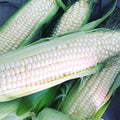 Silver Queen Corn Seeds Hybrid White Zea mays Non-GMO Pack of 100