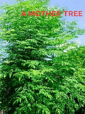 Moringa Oleifera Cutting 24" - Miracle Tree, Drumstick Plant, Edible Tropical Tree, Nutrient-Rich Stem