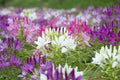 Spider Plant Seeds - 100 Pack, Purple Pink White Varieties, Clome Spinosa Perennial, Easy to Grow, Pollinator Attracting