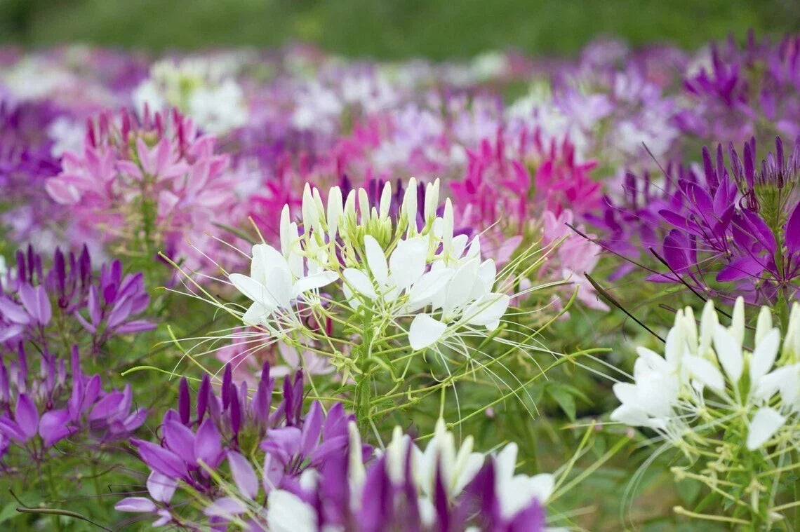 Spider Plant Seeds - 100 Pack, Purple Pink White Varieties, Clome Spinosa Perennial, Easy to Grow, Pollinator Attracting