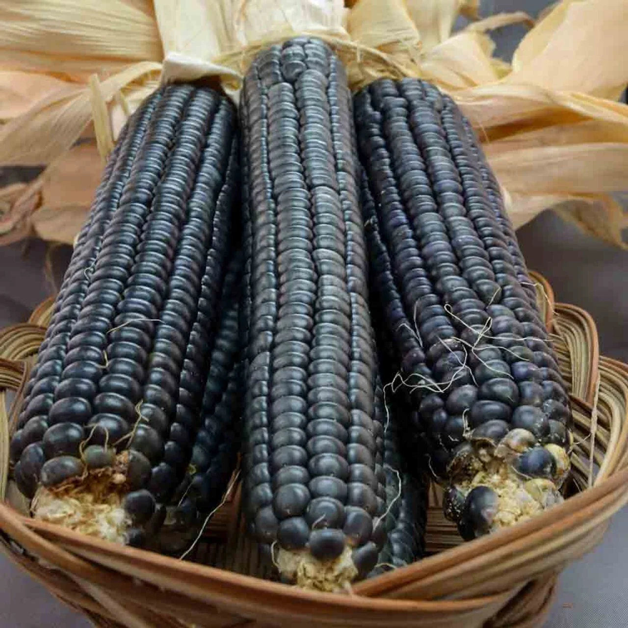 Hopi Blue Corn Seeds - Organic Heirloom Non-GMO 500+ Zea mays for Planting, Traditional Blue Corn, Annual Crop