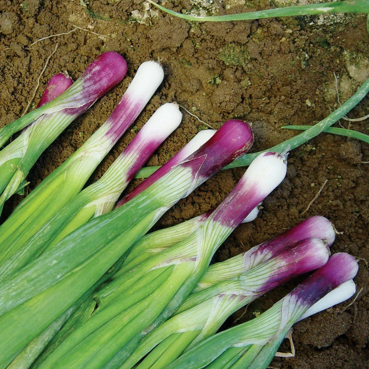 Red Bunching Onion Seeds Pack, Allium Fistulosum, Non-GMO, Scallion Variety, Vegetable Seeds for Gardening
