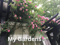 Rose Unrooted Cuttings - Cottage Sweet Williams Dianthus barbatus, 3 Pack, 5-7” Long Flowering Perennials for Garden & Bouquets