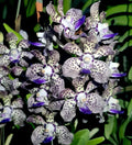 Fragrant Vanda Orchid Plant 4" Papilionanda Kyra Green × Paksorn Fragrance, Tropical Epiphytic Orchid, Indoor/Outdoor