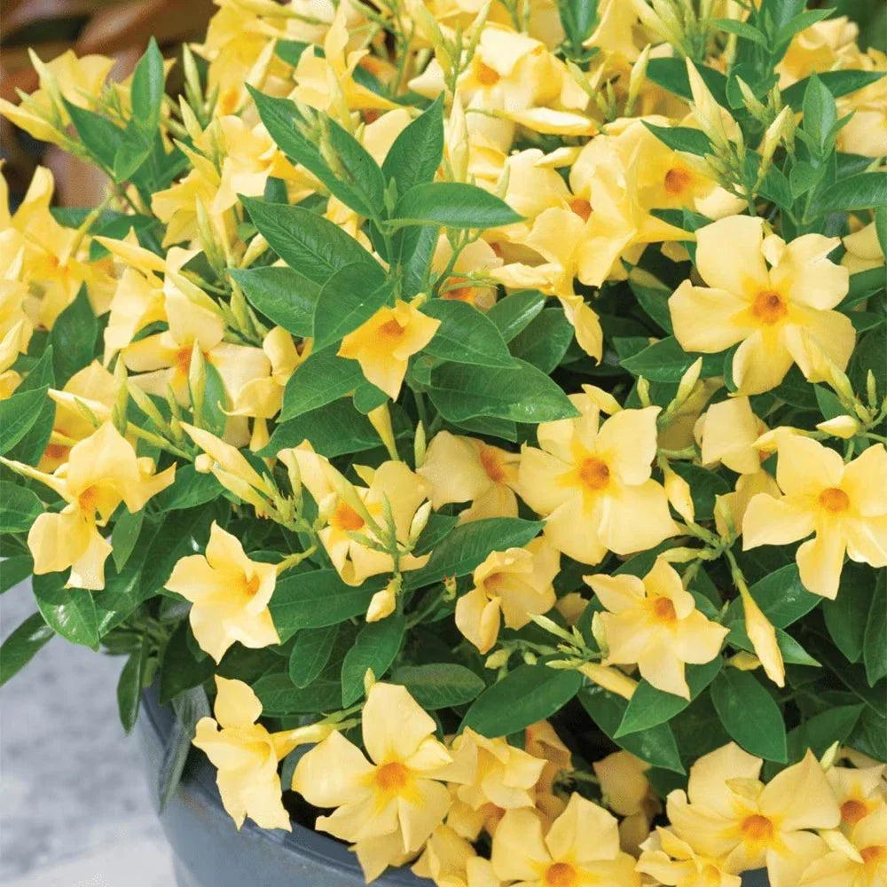 Yellow Dipladenia Starter Plant 4” | Tropical Mandevilla Vine | Ships Without Pot