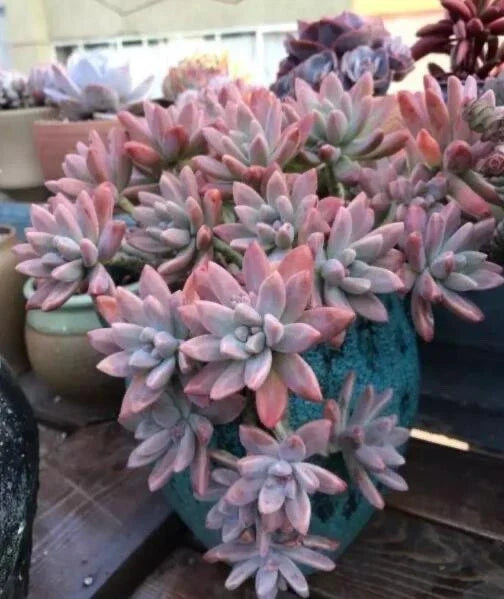 Live Succulent Plant - Rooted Graptosedum 'Francesco Baldi' - Unique Green and Red Variegation - Indoor or Outdoor Decor