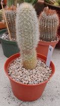 Haageocereus Pseudomelanostele Auriespinus Cactus - 7-8" Bareroot Succulent with Unique Spines, Rare Indoor/Outdoor Plant