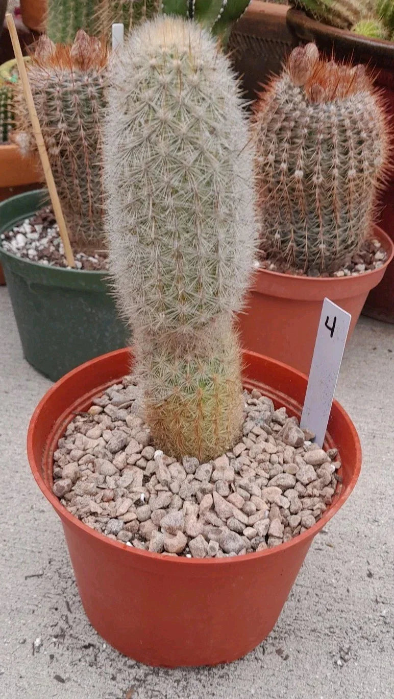Haageocereus Pseudomelanostele Auriespinus Cactus - 7-8" Bareroot Succulent with Unique Spines, Rare Indoor/Outdoor Plant