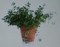 Thyme Herb Seeds - 100 Gourmet Culinary Seeds - Thymus vulgaris - Aromatic, Perennial, Easy to Grow