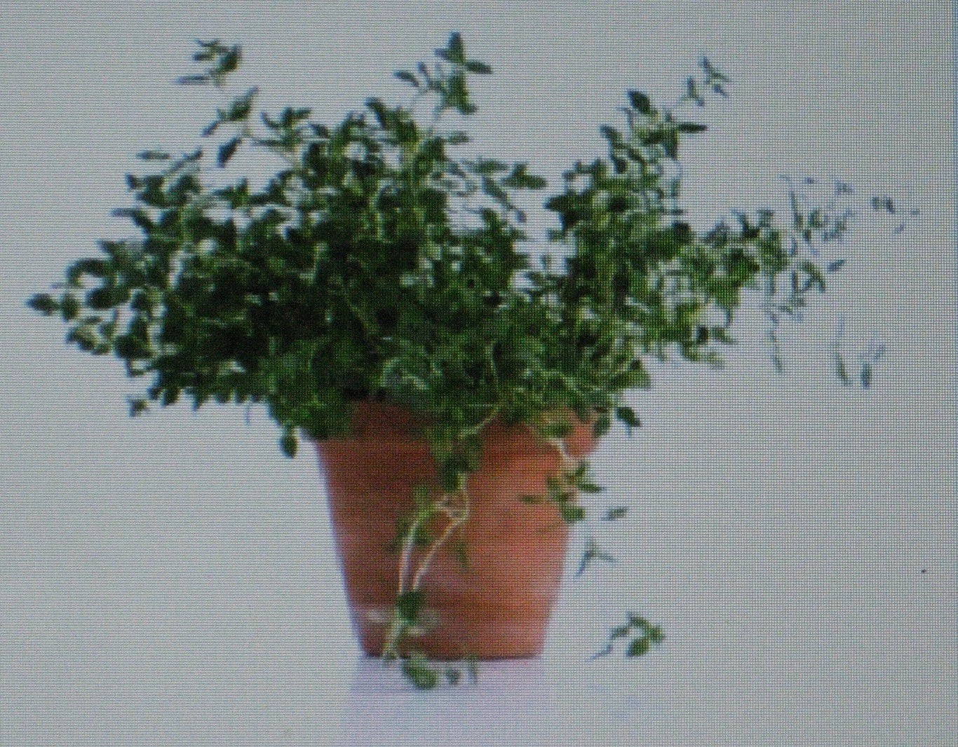 Thyme Herb Seeds - 100 Gourmet Culinary Seeds - Thymus vulgaris - Aromatic, Perennial, Easy to Grow