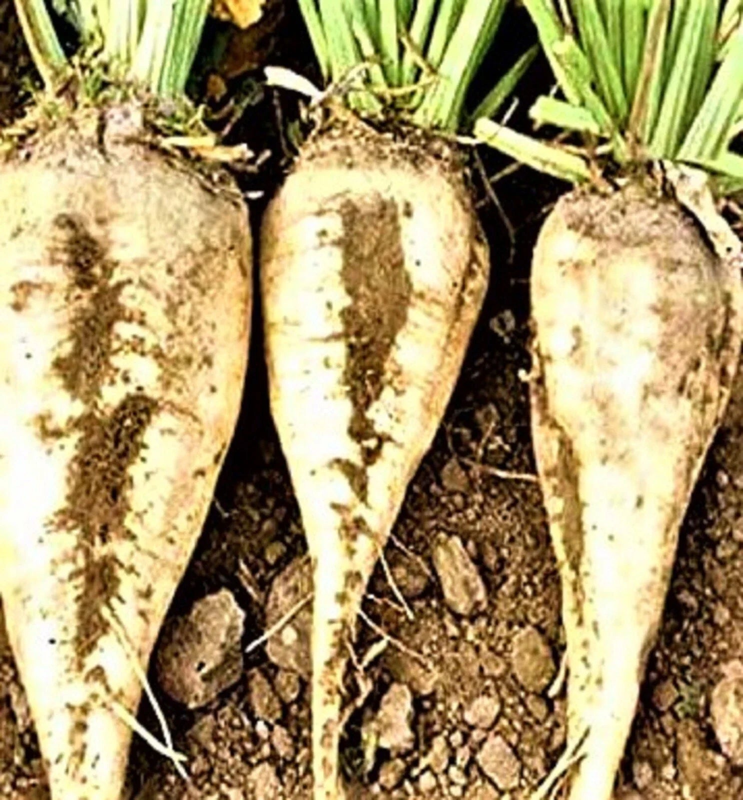 Sugar Beet Seeds 50+ Non-GMO Beta vulgaris Heirloom Roots for Home Garden, Easy to Grow
