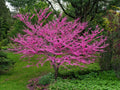 Eastern Redbud Tree Seeds - 30 Count Cercis canadensis for Landscaping & Garden Projects