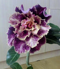 Purple Cream Desert Rose Seeds - Adenium Obesum Flower Seeds for Garden & Indoor Growth - 4 Pack