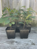Potted Pawpaw Trees 1 Gallon 2 Year Old Asimina triloba 4 Pack Ready to Plant